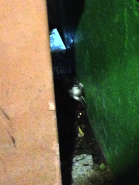 2013 05 19 21 51 33 HDR