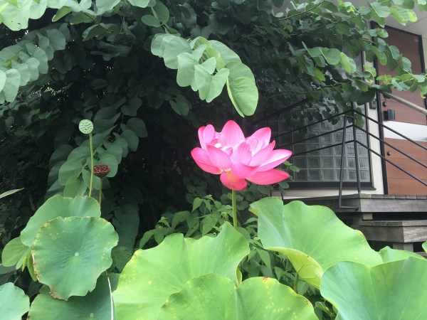 2016-08-15 10.28.03.jpg 2016 08 15 10 28 03